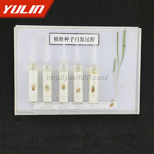 江苏种子萌发标本