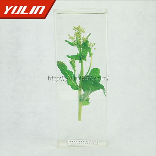 江苏油菜花标本