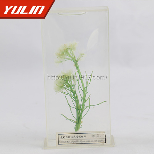 江苏油菜标本