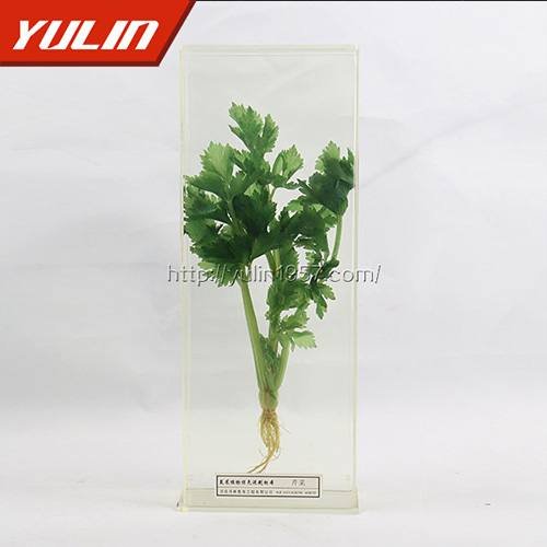 江苏芹菜标本