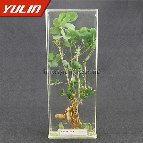 江苏花生标本
