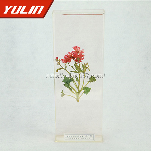江苏瓜叶菊标本