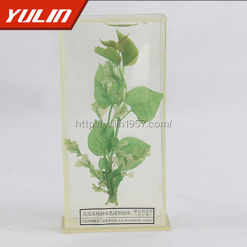 江苏白香花标本