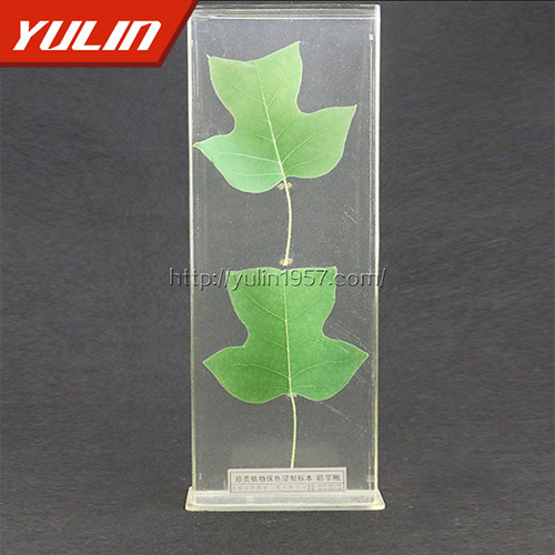 江苏非洲菊标本