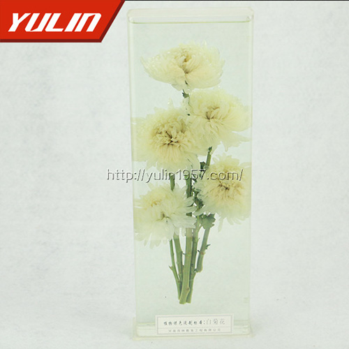 江苏白菊花标本