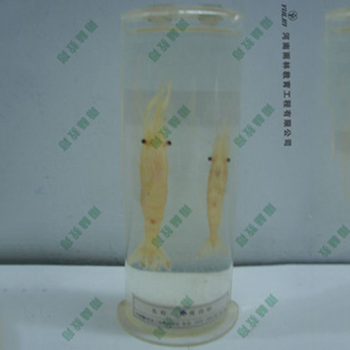江苏动物干制标本