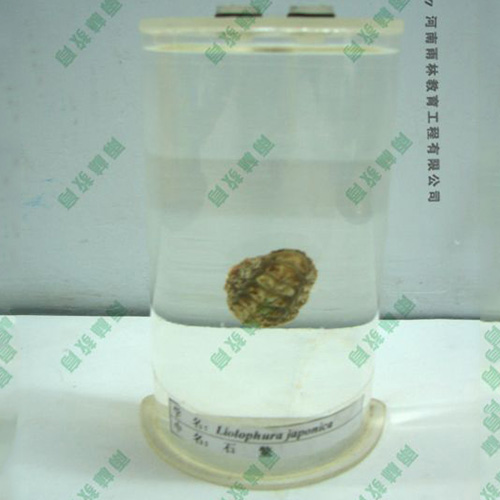 江苏石鳖浸制标本