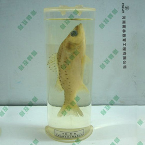 江苏教学用鱼解剖浸制标本