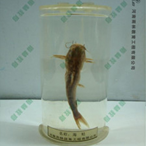 江苏海鲶浸制标本
