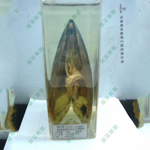 江苏河蚌包埋标本