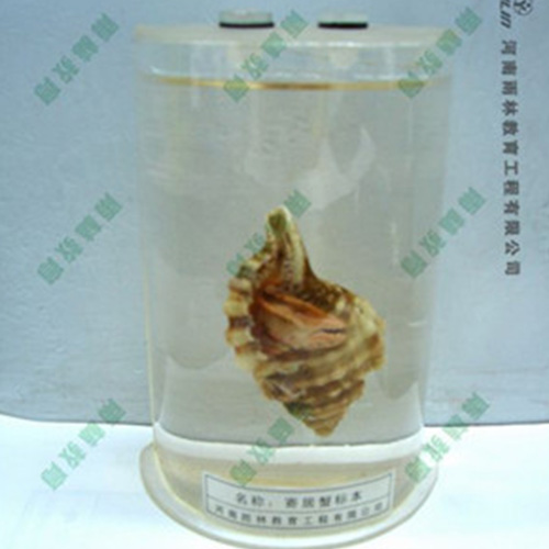 江苏寄居蟹浸制标本
