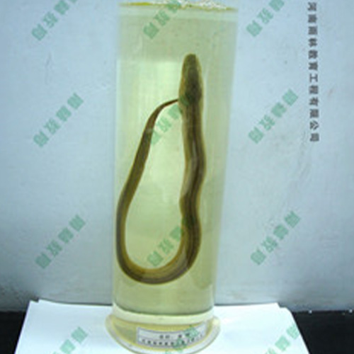 江苏黄鲢浸制标本