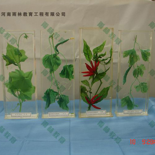 江苏植物根的类型