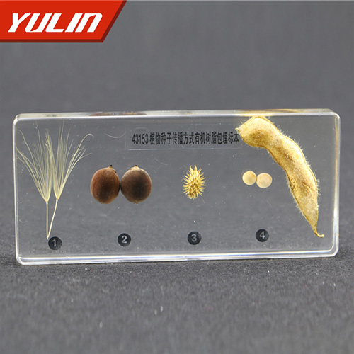 江苏植物种子传播方式包埋标本