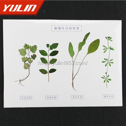 江苏植物叶序类型标本