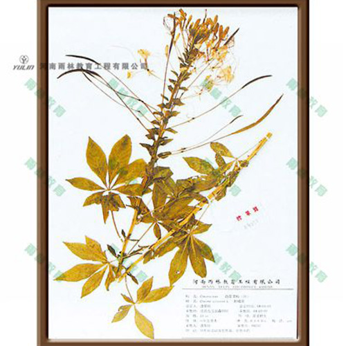 江苏醉蝶花标本