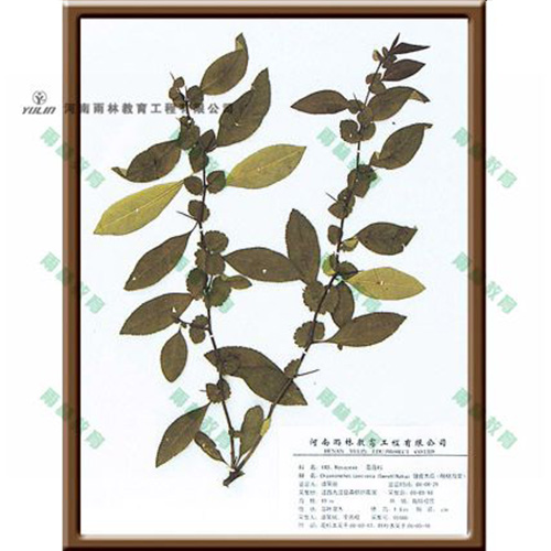 江苏皱皮木瓜腊叶标本