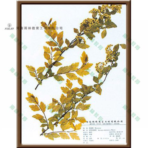 江苏中华绒线菊标本