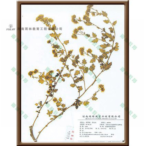 江苏野菊标本