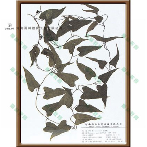 江苏薯蓣标本