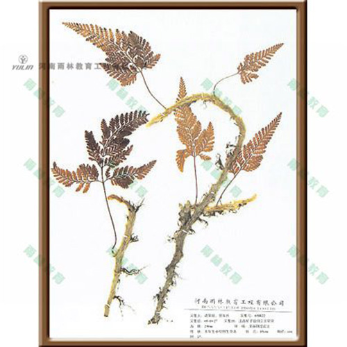 江苏石蕨标本
