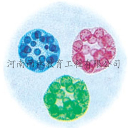 江苏运动系统塑化标本