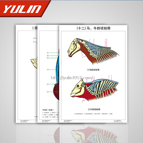 江苏家畜解剖学挂图