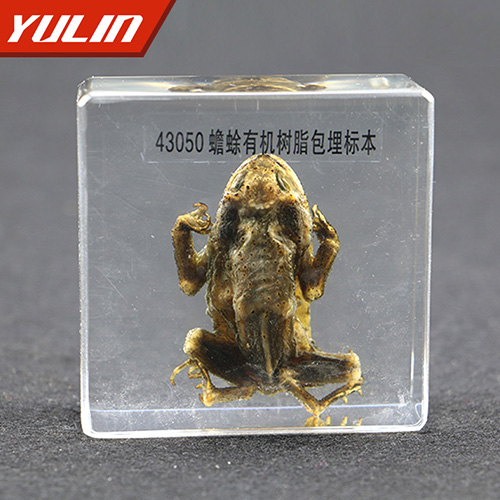 江苏蟾蜍包埋标本