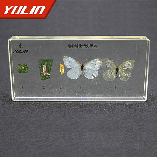 江苏菜粉蝶生活史包埋标本