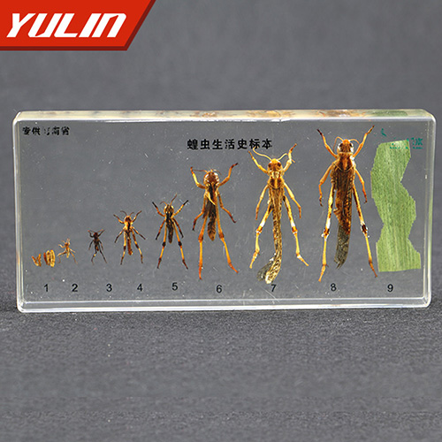 江苏蝗虫生活史包埋标本