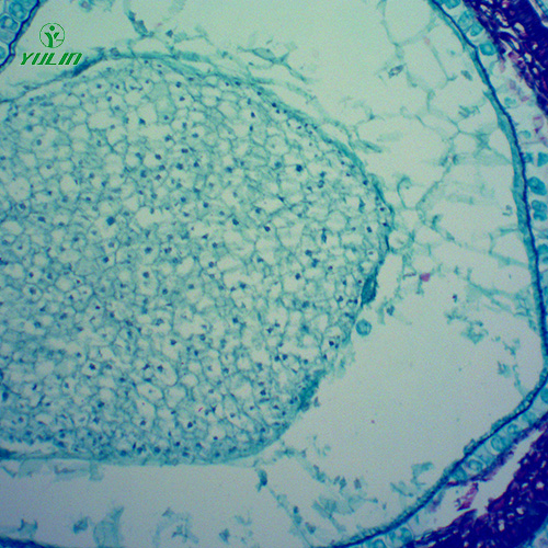 江苏中药植物果实、种子类显微玻片