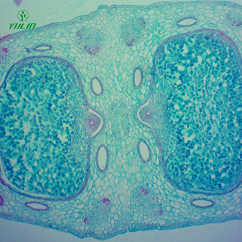 江苏中药植物胚及果实类生物纤维玻片
