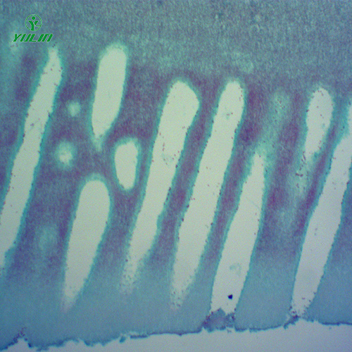 江苏常见中药植物菌、藻类生物玻片
