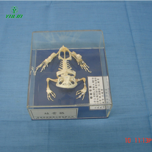 江苏蛙骨骼包埋标本