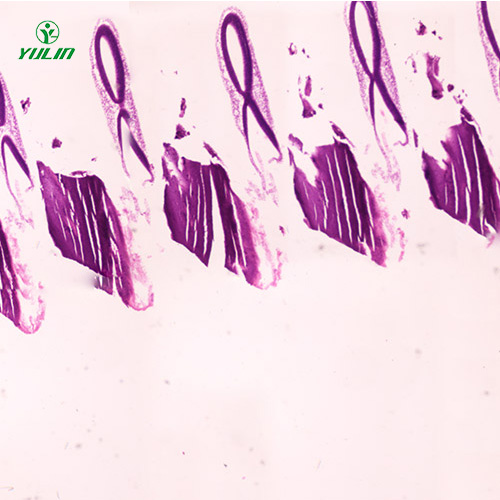 江苏动物胚胎学生物显微切片