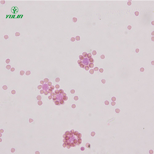 江苏免疫学生物实验玻片标本