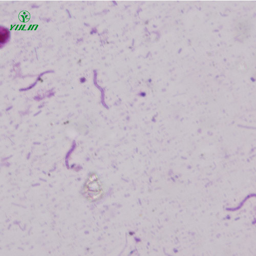 江苏螺旋菌生物显微实验标本片