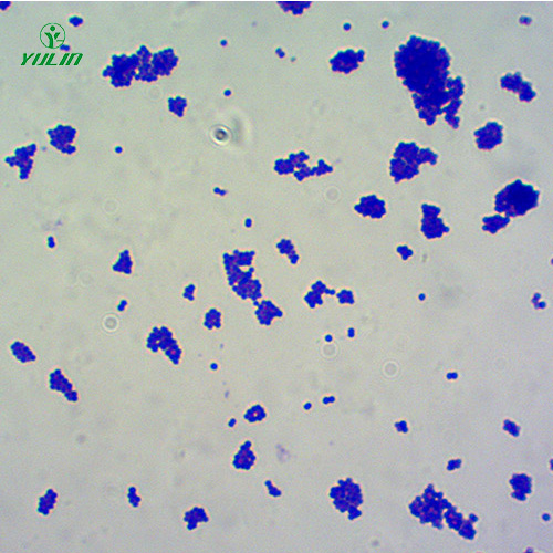 江苏球菌生物显微实验玻片