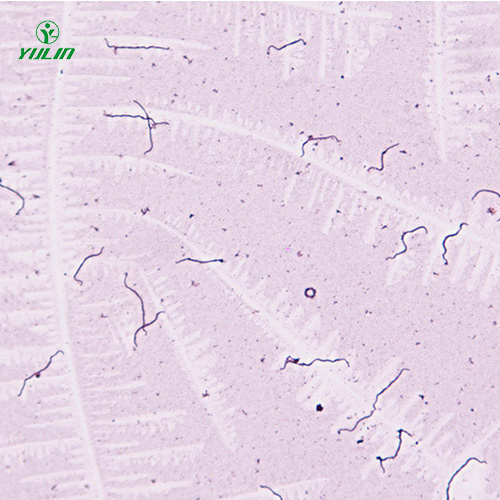 江苏细菌、真菌类生物标本片