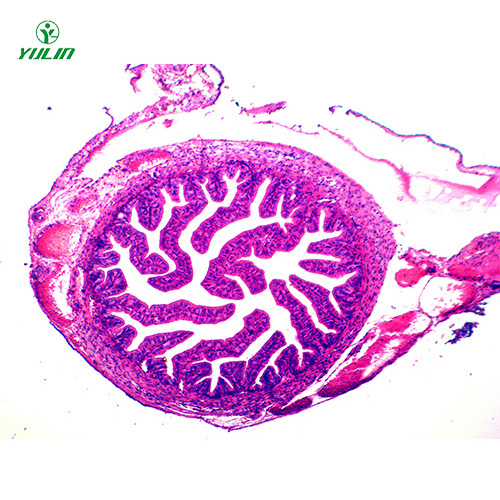 江苏人体组织学上皮组织生物玻片