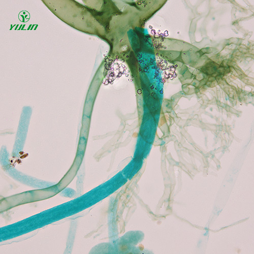 江苏真菌、接合菌植物病理玻片