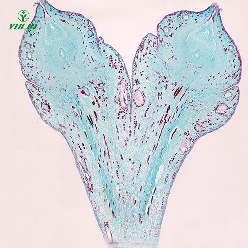 江苏植物生物学胚及果实生物玻片