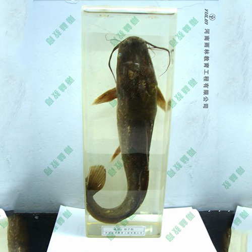 江苏动物浸制标本
