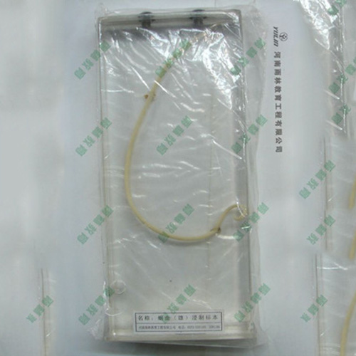 江苏蛔虫包埋标本