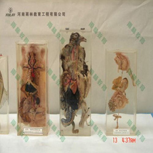 江苏鸽解剖包埋标本