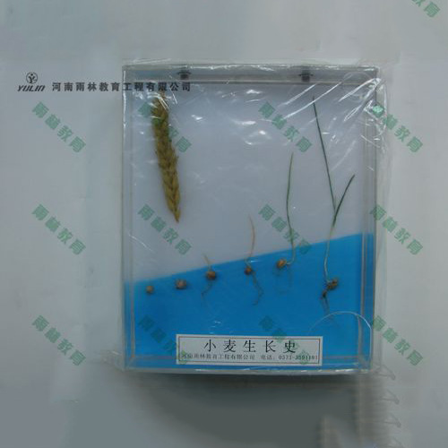 江苏小麦浸制标本
