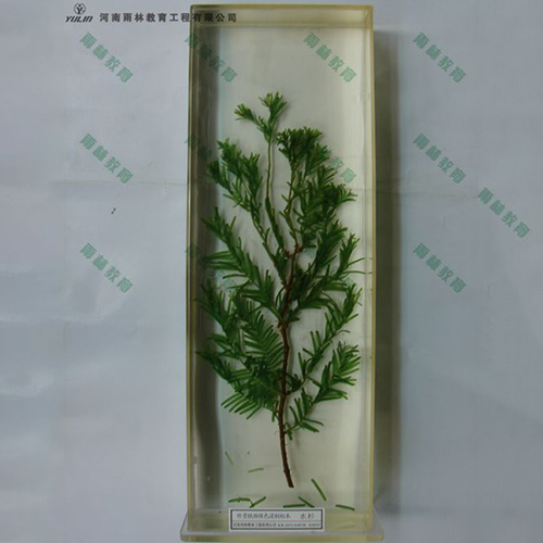 江苏水杉浸制标本