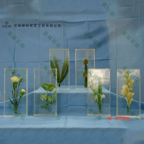 江苏植物浸制标本012