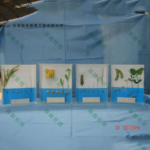 江苏植物生长标本
