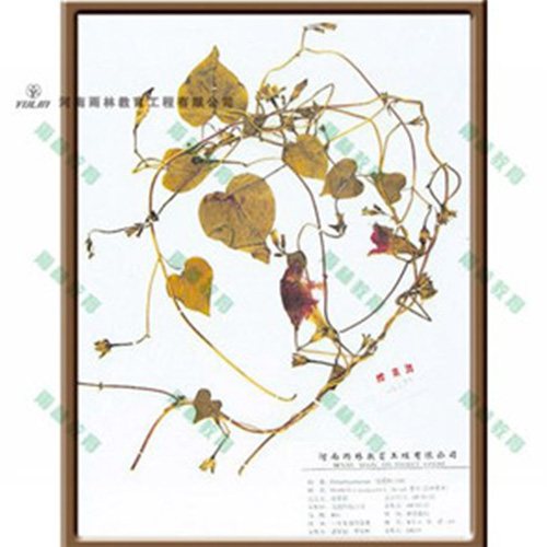 江苏生物标本 江苏生物标本